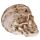 Dekor Koponya - Mini Kelta Koponya Ékkő Szemmel